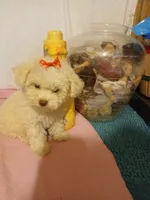 Penny, a female Maltipoo and Poodle - Toy  for sale in Clyde, TX – Photo 3 of 3