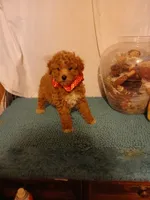 Ginger, a female Goldendoodle for sale in Clyde, TX – Photo 4 of 6