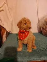 Ginger, a female Goldendoodle for sale in Clyde, TX – Photo 2 of 6