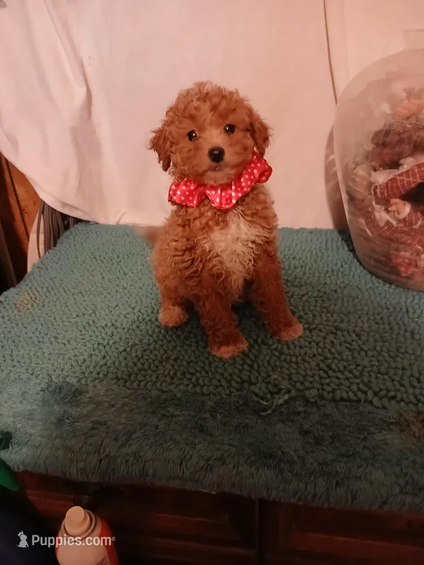Ginger – Goldendoodle puppy for sale in Clyde, TX