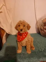 Ginger, a female Goldendoodle for sale in Clyde, TX – Photo 6 of 6