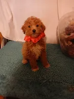 Ginger, a female Goldendoodle for sale in Clyde, TX – Photo 5 of 6