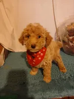 Ginger, a female Goldendoodle for sale in Clyde, TX – Photo 3 of 6