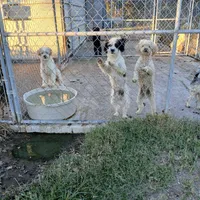 Trump, a male Shihpoo and Shih Tzu for sale in Clyde, TX – Photo 1 of 2