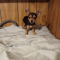 Trent, a male Chihuahua for sale in Clyde, TX – Photo 3 of 3