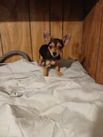 Trent, a male Chihuahua for sale in Clyde, TX – Photo 3 of 3
