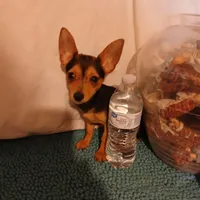 Trent, a male Chihuahua for sale in Clyde, TX – Photo 1 of 3