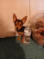 Trent, a male Chihuahua for sale in Clyde, TX – Photo 1 of 3