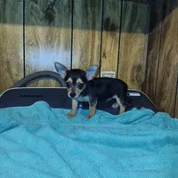 Trent, a male Chihuahua for sale in Clyde, TX – Photo 2 of 3