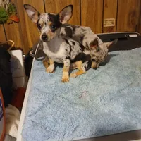 Will, a male Chihuahua for sale in Clyde, TX – Photo 2 of 2