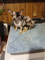 Will, a male Chihuahua for sale in Clyde, TX – Photo 2 of 2