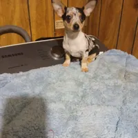 Will, a male Chihuahua for sale in Clyde, TX – Photo 1 of 2