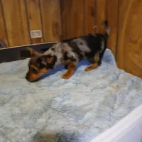 Betty lou, a female Chihuahua for sale in Clyde, TX – Photo 2 of 2