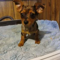 Betty lou, a female Chihuahua for sale in Clyde, TX – Photo 1 of 2