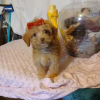 Lilly, a female Goldendoodle and Poodle - Toy  for sale in Clyde, TX – Photo 2 of 2