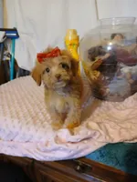 Lilly, a female Goldendoodle and Poodle - Toy  for sale in Clyde, TX – Photo 2 of 2