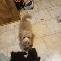 Lilly, a female Goldendoodle and Poodle - Toy  for sale in Clyde, TX – Photo 1 of 2