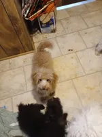 Lilly, a female Goldendoodle and Poodle - Toy  for sale in Clyde, TX – Photo 1 of 2