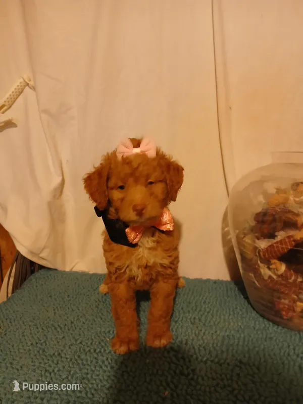 Cindy, a female Poodle - Toy  for sale in Clyde, TX – Photo 1 of 1