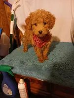 Max, a male Poodle - Toy  for sale in Clyde, TX – 1 of 1