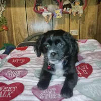 Buddy, a male Shihpoo and Poodle - Toy  for sale in Clyde, TX – 1 of 1
