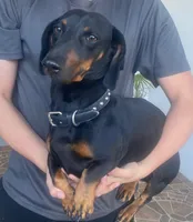 Yumi, a female Dachshund for sale in Escondido, CA – 6 of 7