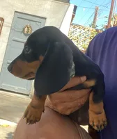 Yumi, a female Dachshund for sale in Escondido, CA – 3 of 7