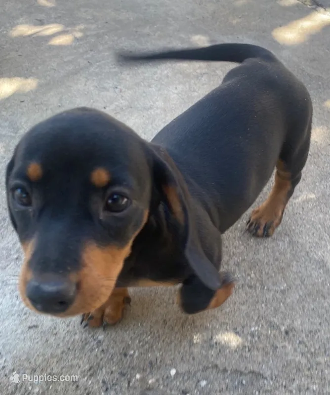 Yumi – Dachshund puppy for sale in Escondido, CA