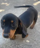 Yumi, a female Dachshund for sale in Escondido, CA – 1 of 7