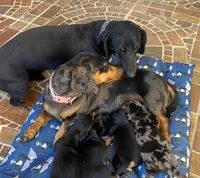 Yumi, a female Dachshund for sale in Escondido, CA – 5 of 7