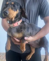 Yumi, a female Dachshund for sale in Escondido, CA – 7 of 7