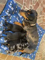 Yumi, a female Dachshund for sale in Escondido, CA – 4 of 7