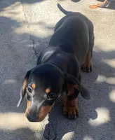 Yumi, a female Dachshund for sale in Escondido, CA – 2 of 7