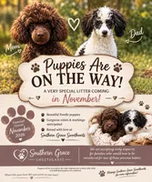 Coming Soon!, a  Poodle - Toy  for sale in Mount Olive, NC – 1 of 1