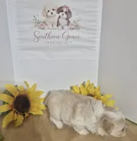 Tessa, a female Maltipoo for sale in Mount Olive, NC – 2 of 2