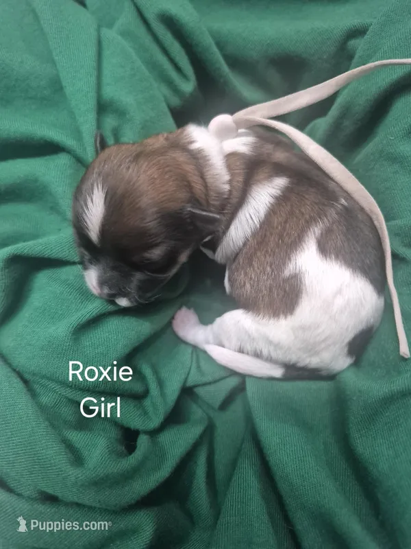 Roxie – Maltipoo puppy for sale in Mount Olive, NC