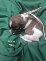 Roxie, a female Maltipoo for sale in Mount Olive, NC – Photo 1 of 2