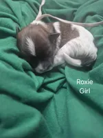 Roxie, a female Maltipoo for sale in Mount Olive, NC – Photo 2 of 2