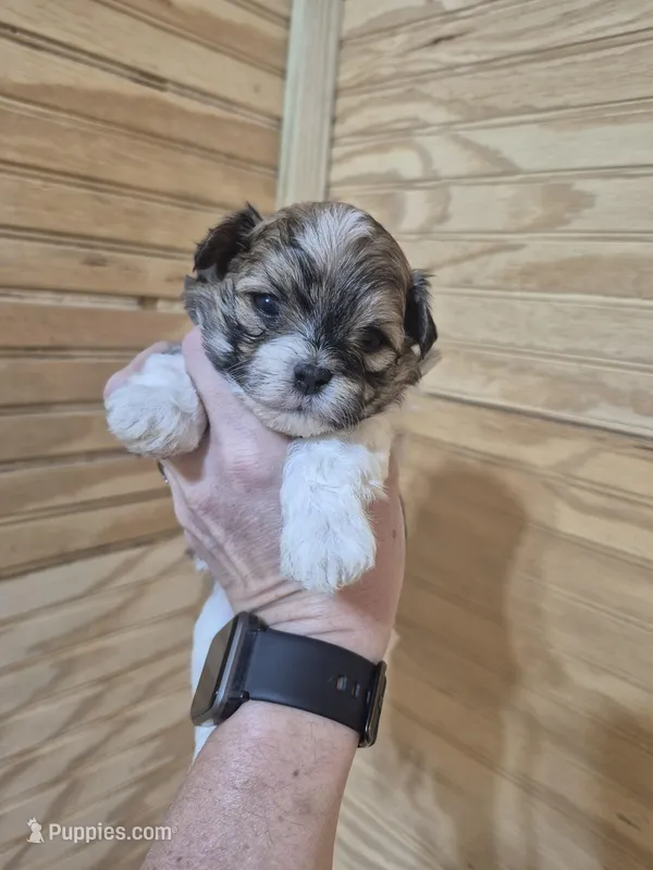 Roxie – Maltipoo puppy for sale in Mount Olive, NC