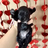 Penny - READY NOW!, a female Shihpoo for sale in Mount Olive, NC – Photo 5 of 8