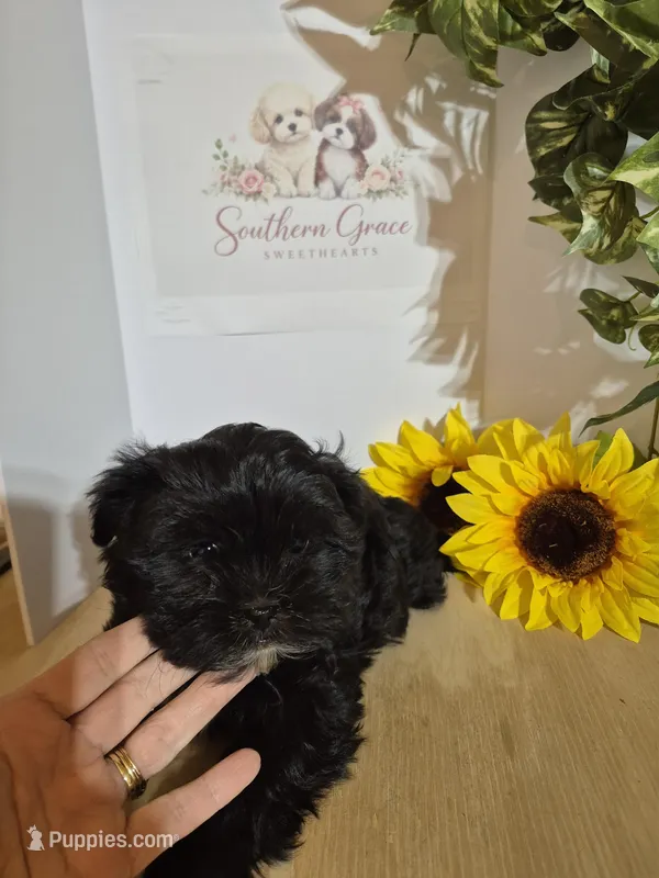Penny - READY NOW! – Shihpoo puppy for sale in Mount Olive, NC