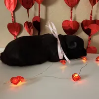 Penny - READY NOW!, a female Shihpoo for sale in Mount Olive, NC – Photo 3 of 8