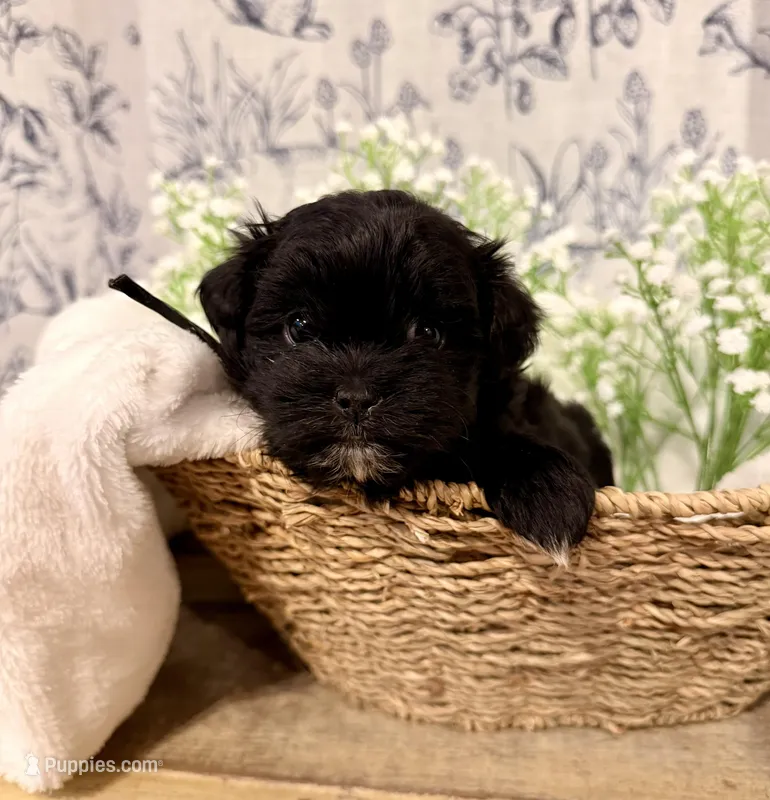 Penny - READY NOW! – Shihpoo puppy for sale in Mount Olive, NC