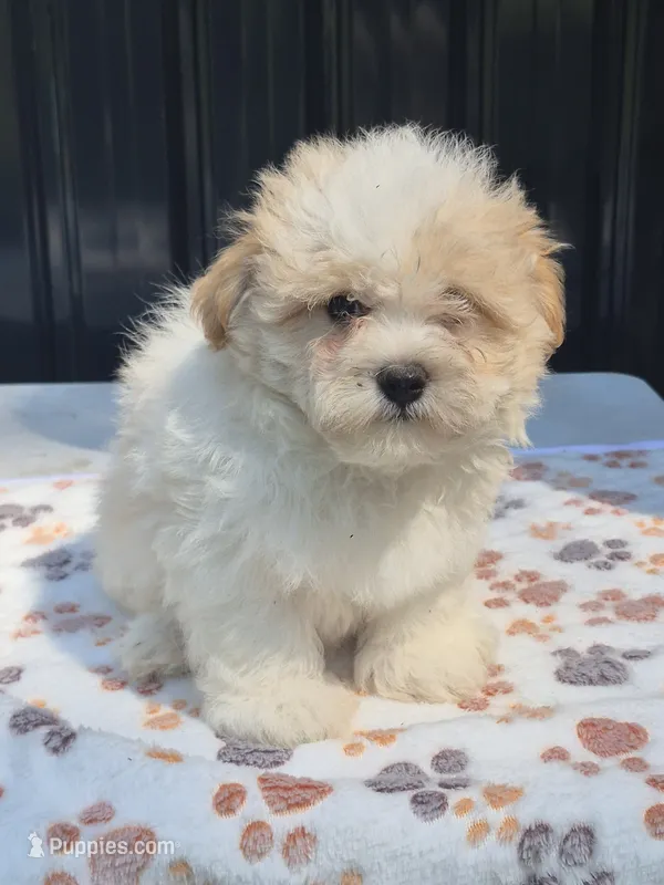 READY NOW! Tate – Maltipoo puppy for sale in Mount Olive, NC