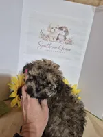 READY NOW! Romeo, a male Maltipoo for sale in Mount Olive, NC – Photo 2 of 6