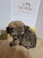 READY NOW! Romeo, a male Maltipoo for sale in Mount Olive, NC – Photo 3 of 6