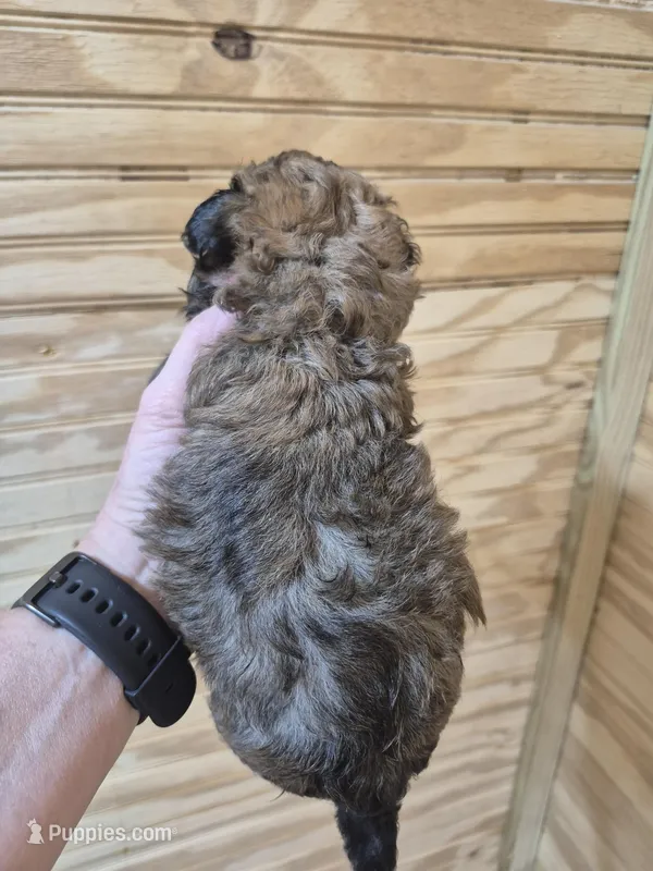 Romeo – Maltipoo puppy for sale in Mount Olive, NC