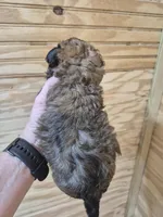 READY NOW! Romeo, a male Maltipoo for sale in Mount Olive, NC – Photo 5 of 6