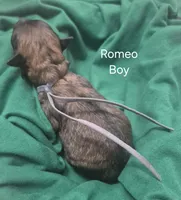 Romeo, a male Maltipoo for sale in Mount Olive, NC – Photo 1 of 3