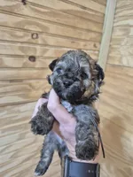 READY NOW! Romeo, a male Maltipoo for sale in Mount Olive, NC – Photo 6 of 6